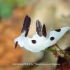 ウミウシ三昧
