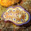 ちょっとだけ魚とかウミウシとかの情報